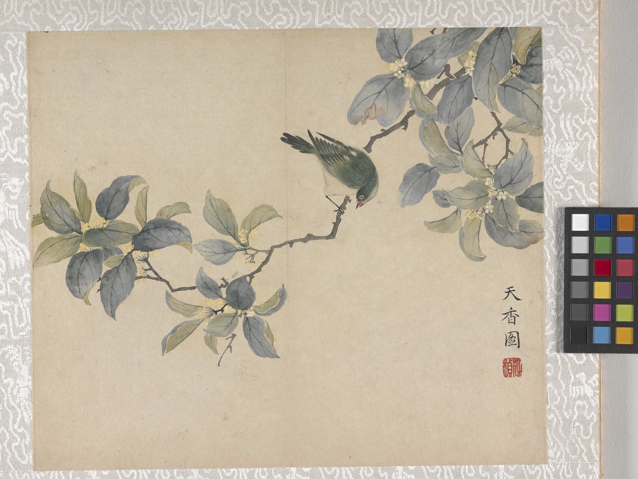 8-bladsalbum med blommor, mitten av 1700-talet (bläck och färg på papper) av School Chinese