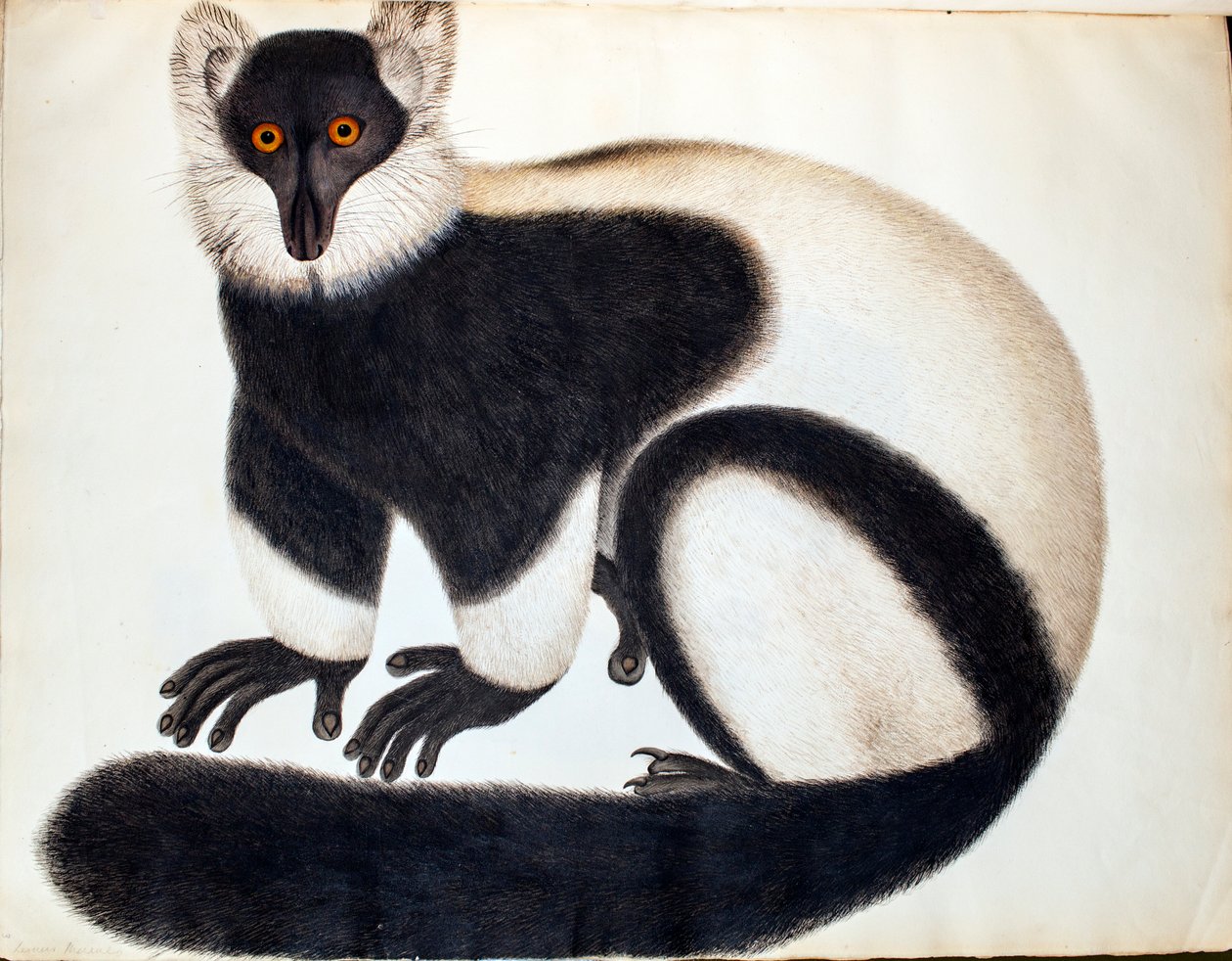 Svart och vit rufsig lemur, från 