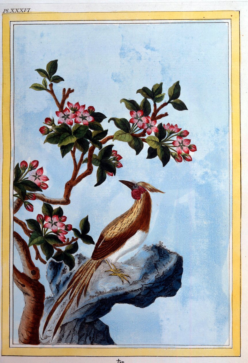 Kinesisk konst: blommor och fåglar. Dijongravyr från 1700-talet, kommunalt bibliotek av School Chinese