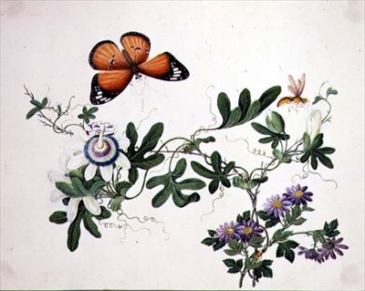 Passion Maua na Butterfly (watercolor kwenye karatasi)swed av School Chinese