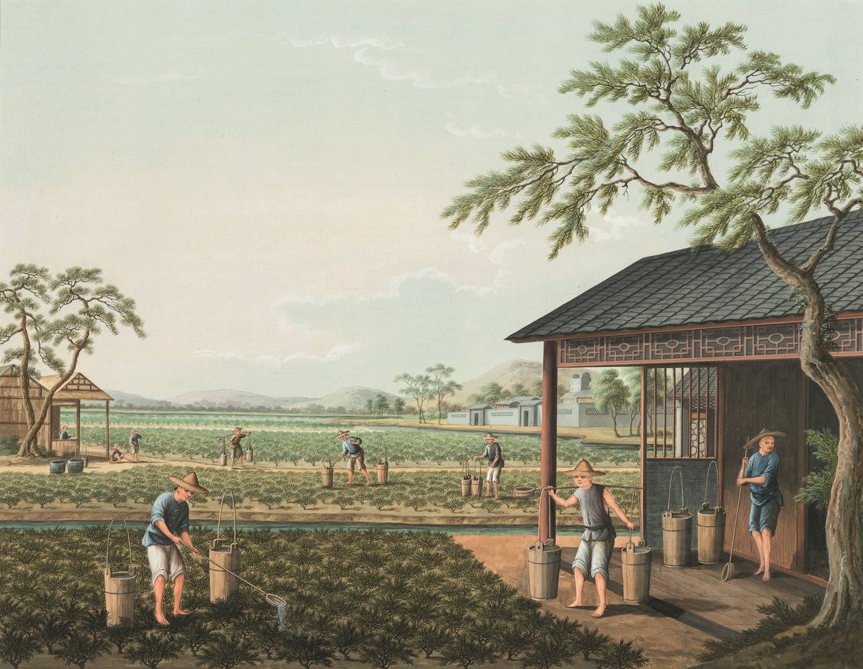 Teproduktion, ca 1820 (kroppsfärg och guldfärg på siden, nedlagd på papper) av School Chinese