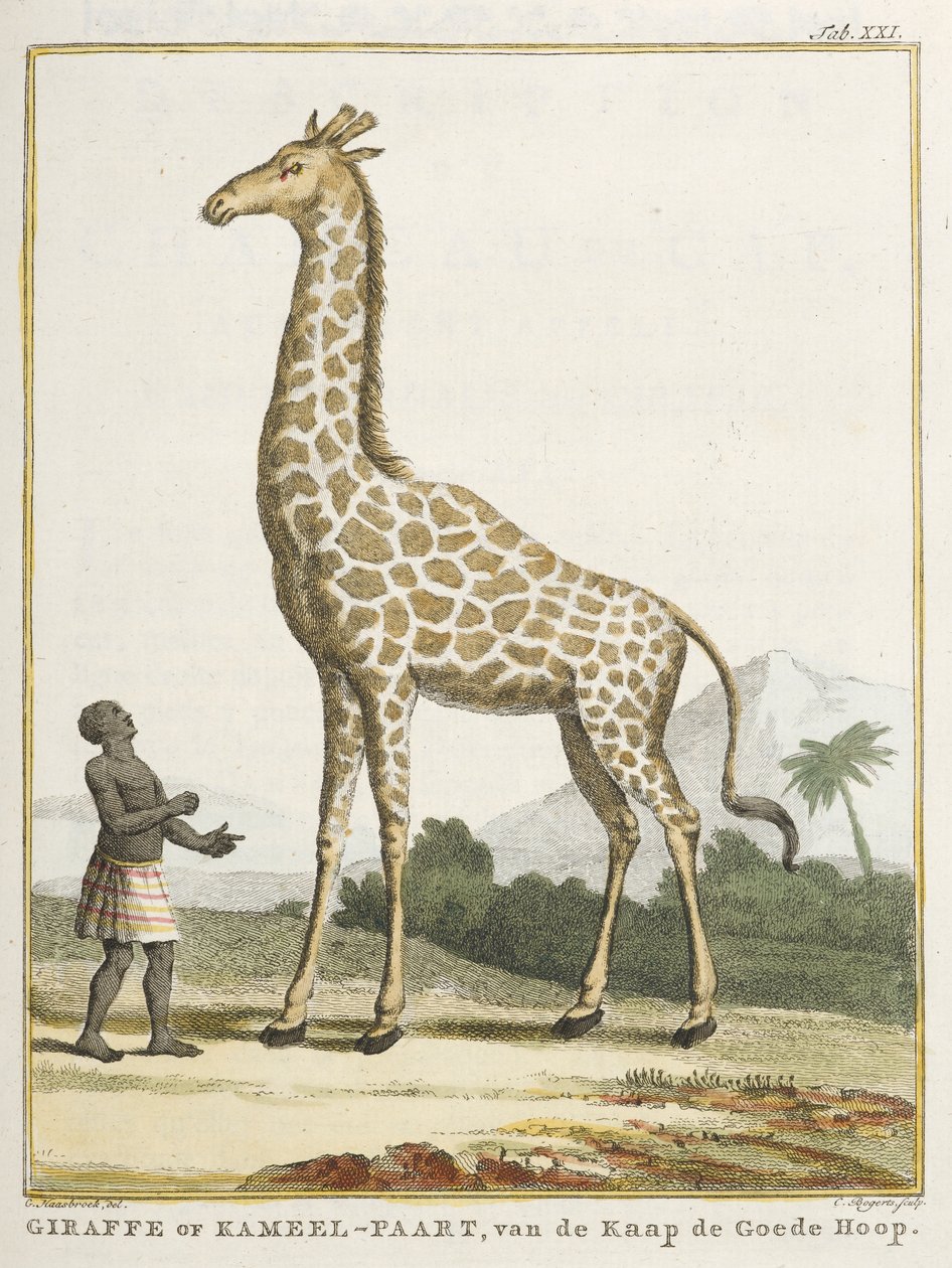 Giraffe eller Kameel-paart, illustration från 