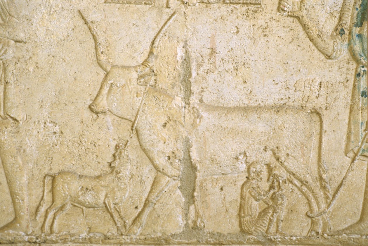 Forntida Egypten, Väggristning, Petosiris grav, Tuna el Gebel, 300 f.Kr, Mjölkning av aku (foto) av School Egyptian