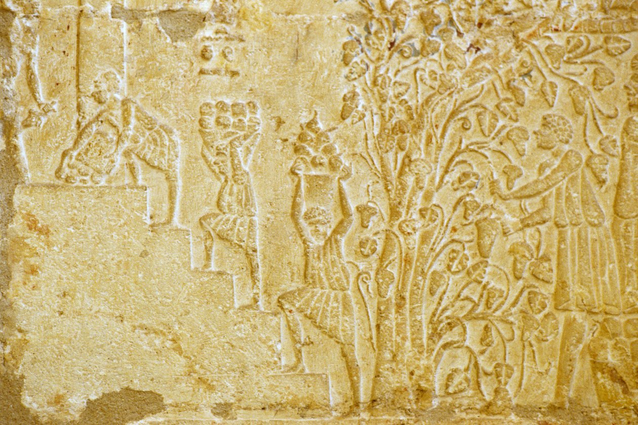 Forntida Egypten, Väggristning, Petosiris grav, Tuna el Gebel, 300 f.Kr, Bärande av druvor till vinpressen (foto) av School Egyptian