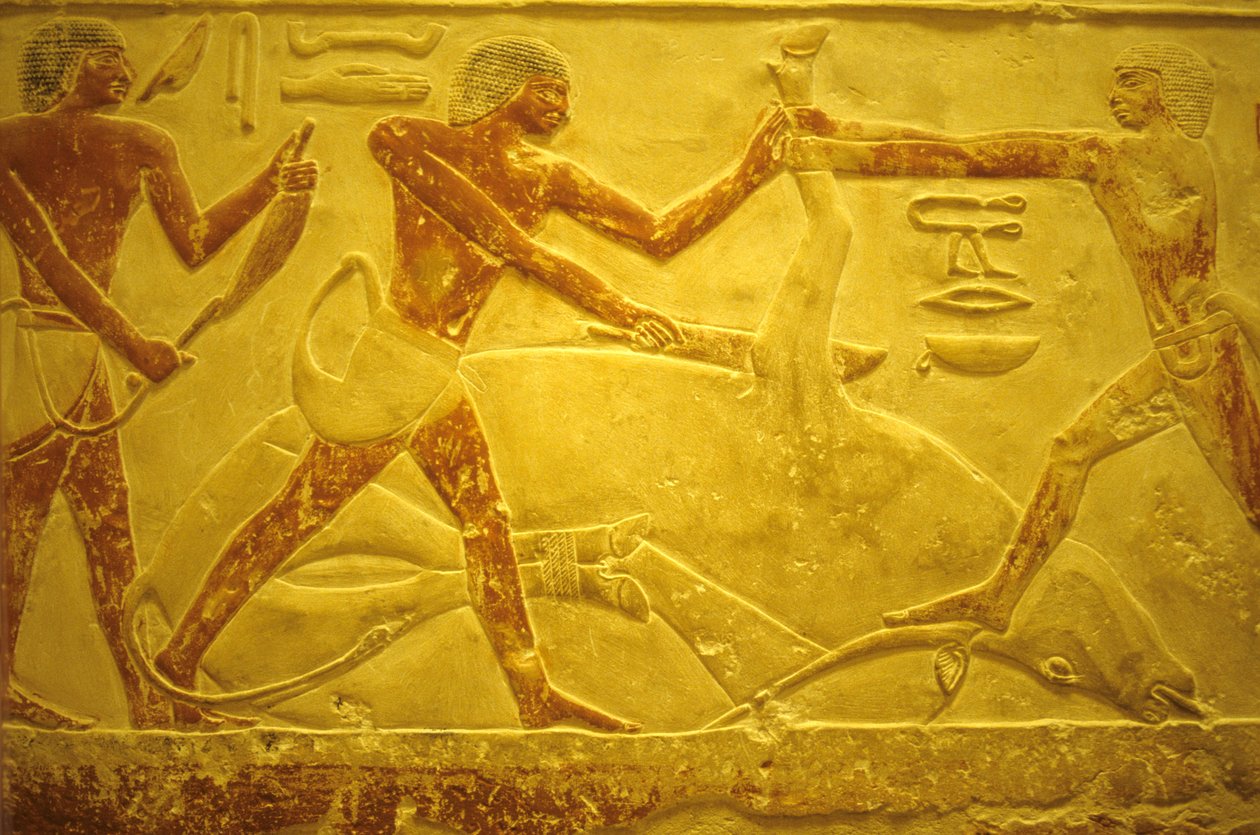 Forntida Egypten, Väggsnideri/målning, Mastaba/Tomb of Idout, Saqqara, 2323-2150 f.Kr., Tjur slaktad för offer (foto) av School Egyptian