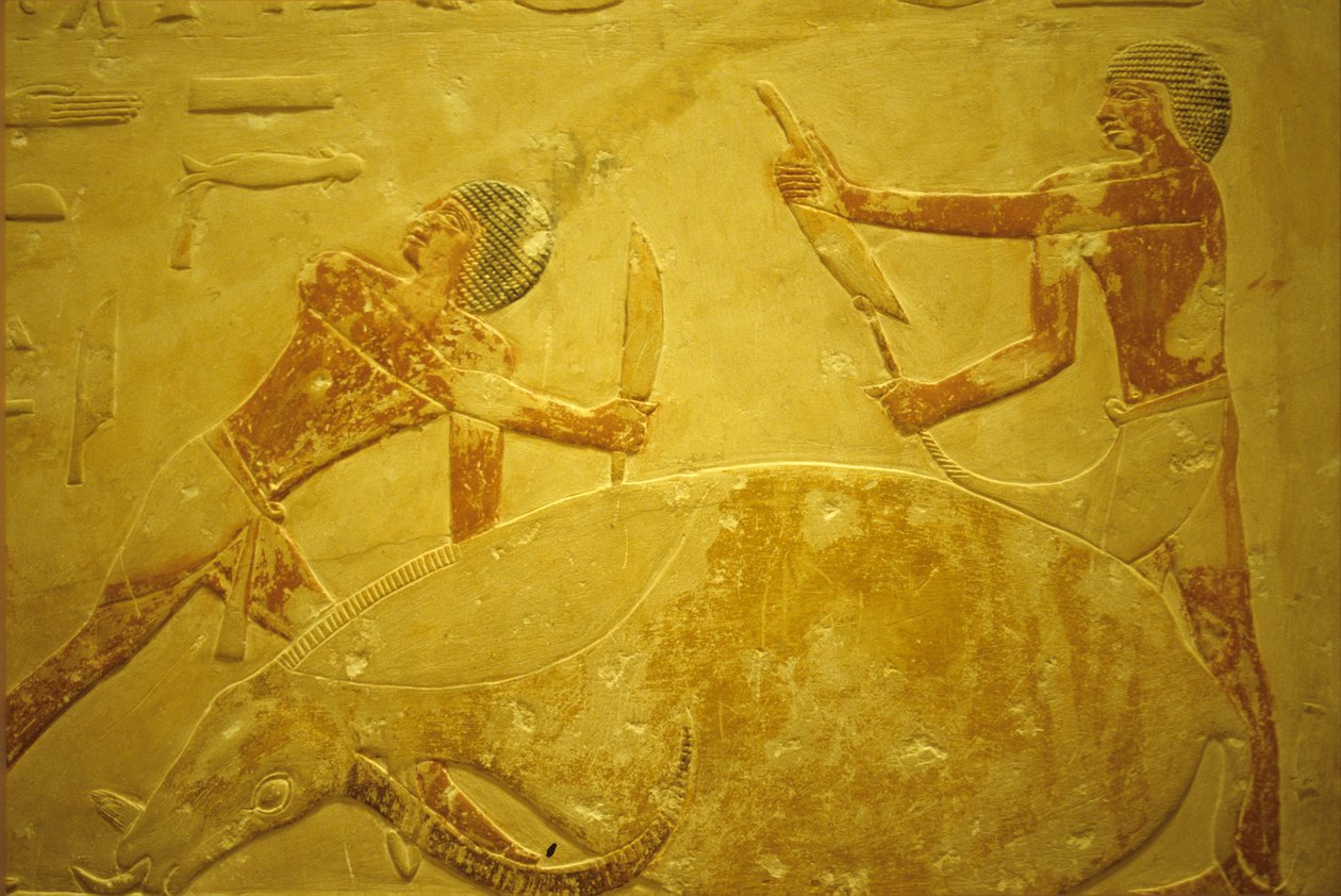 Forntida Egypten, Väggsnideri/målning, Mastaba/Tomb of Idout, Saqqara, 2323-2150 f.Kr., Tjur slaktad för offer (foto) av School Egyptian