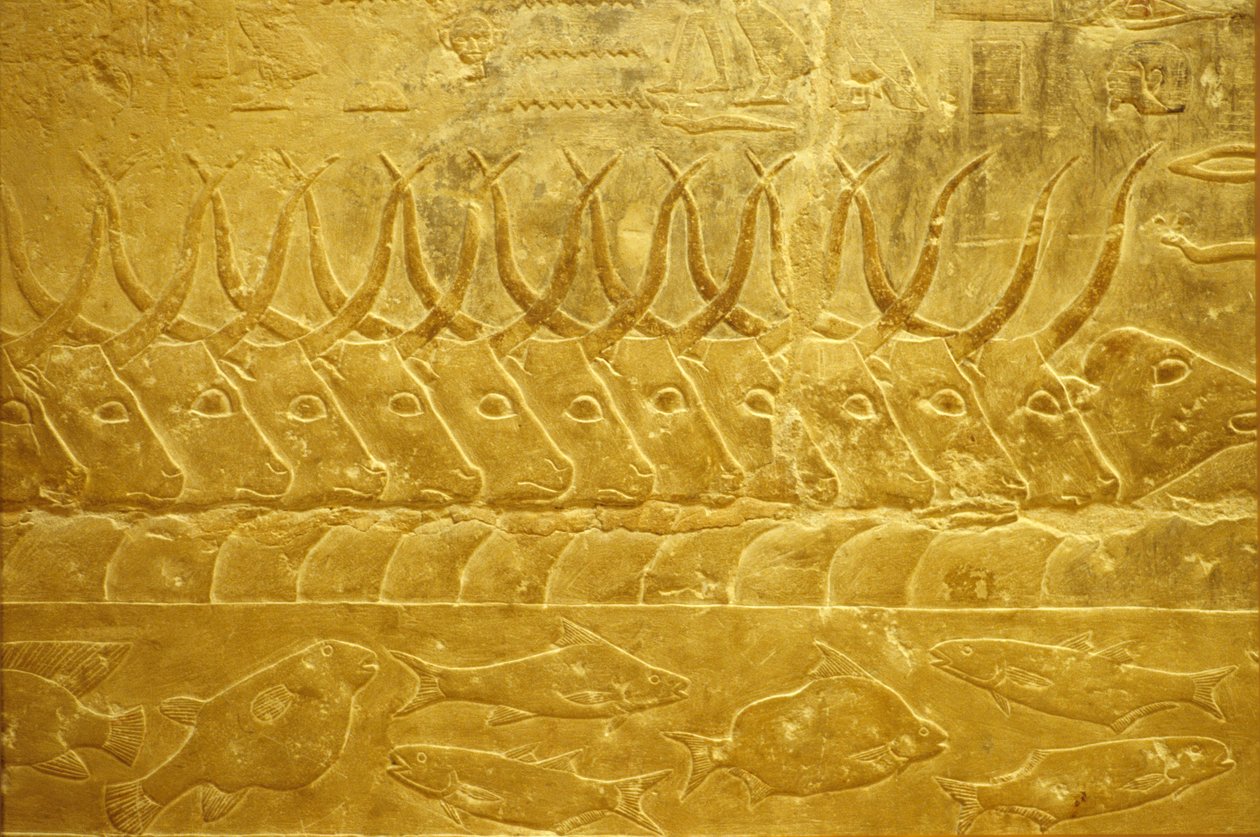 Forntida Egypten, Väggristning/-målning, Mastaba/Tomb of Idout, Saqqara, 2323-2150 f.Kr, Boskap vid en flod (foto) av School Egyptian