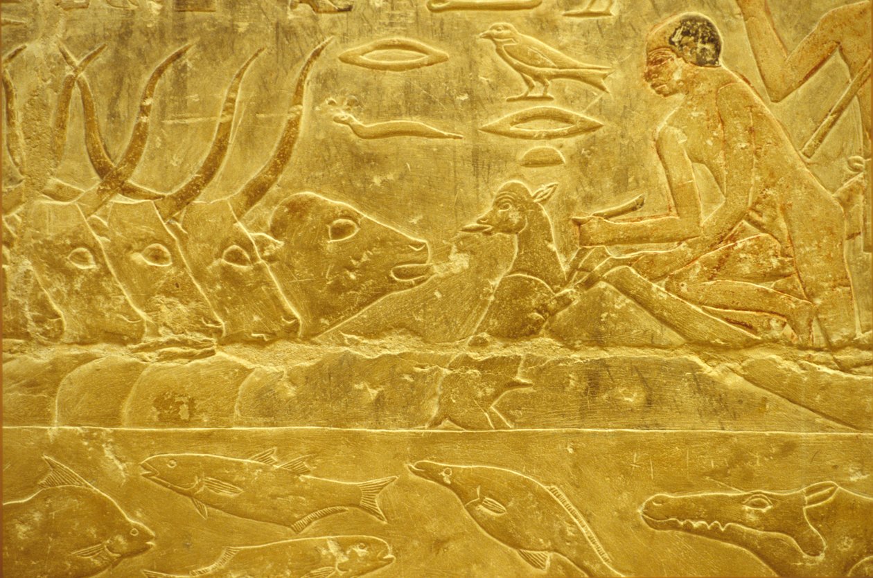 Forntida Egypten, Väggristning/-målning, Idouts mastaba/grav, Saqqara, 6:e dynastin, Boskap över en flod, Man hjälper en kalv över en flod, Mor tittar på (foto) av School Egyptian