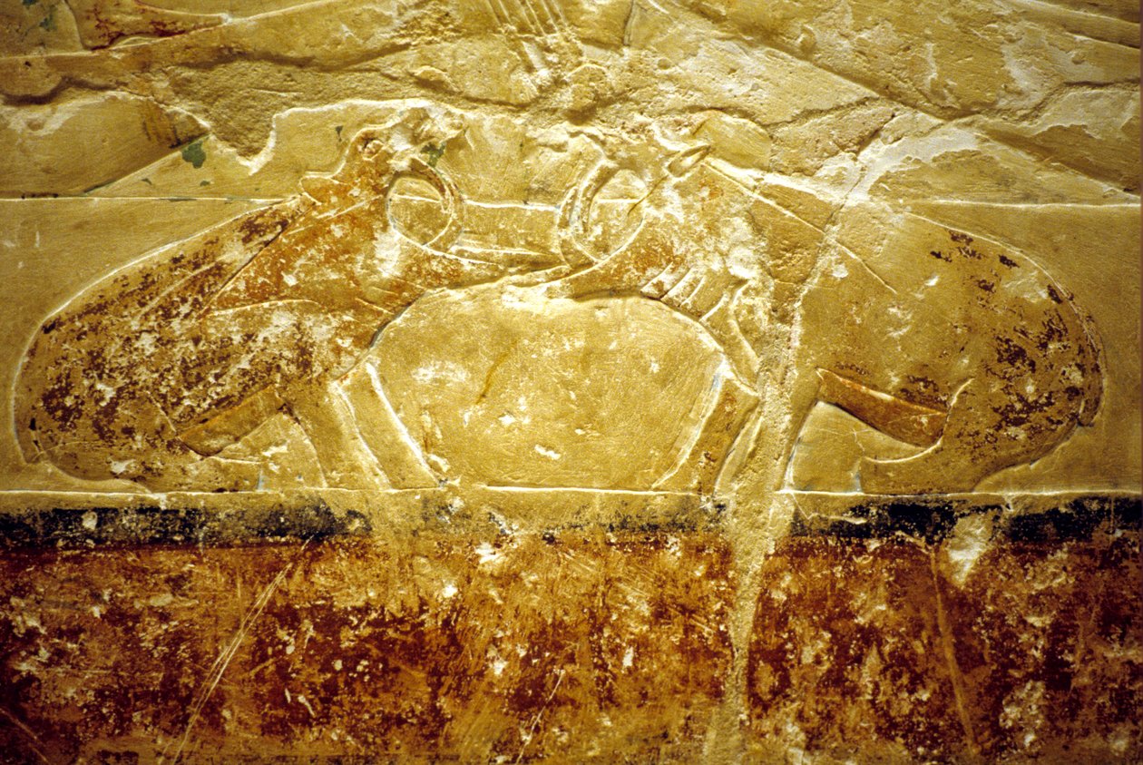 Forntida Egypten, Väggristning/-målning, Mastaba/Tomb of Idout, Saqqara, 6:e dynastin, Två flodhästar slåss (foto) av School Egyptian