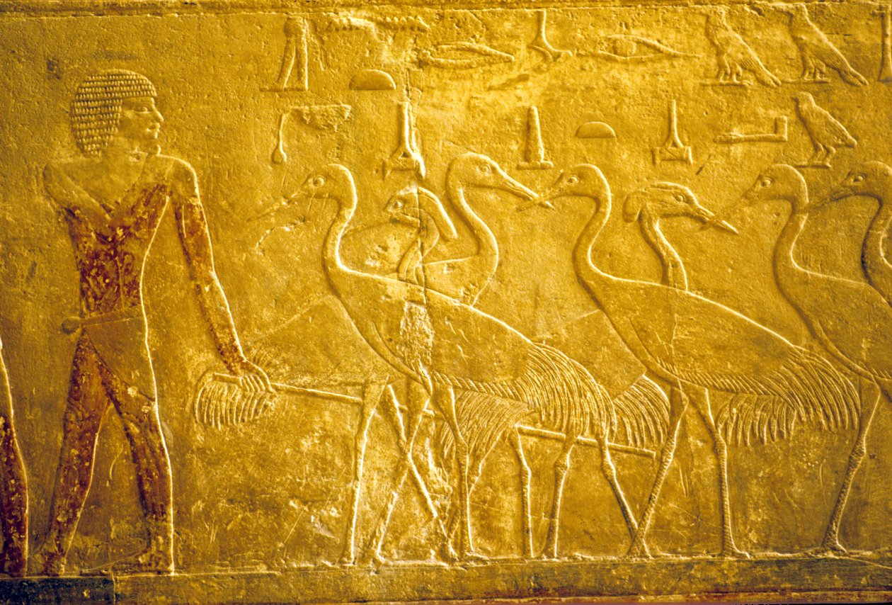 Forntida Egypten, Väggristning/-målning, Mastaba/Tomb of Ti, Saqqara, 5:e dynastin, En bonde leder tama tranor (foto) av School Egyptian