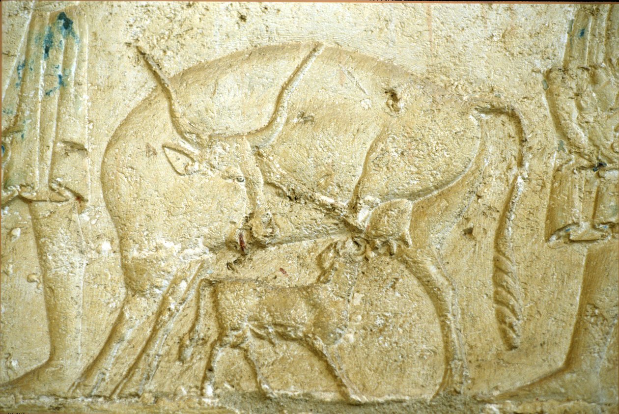 Forntida Egypten, Väggristning/-målning, Petosiris grav, Tuna Gabel, Tuna el Gebel, 300 f.Kr, En kalv försöker dia (foto) av School Egyptian