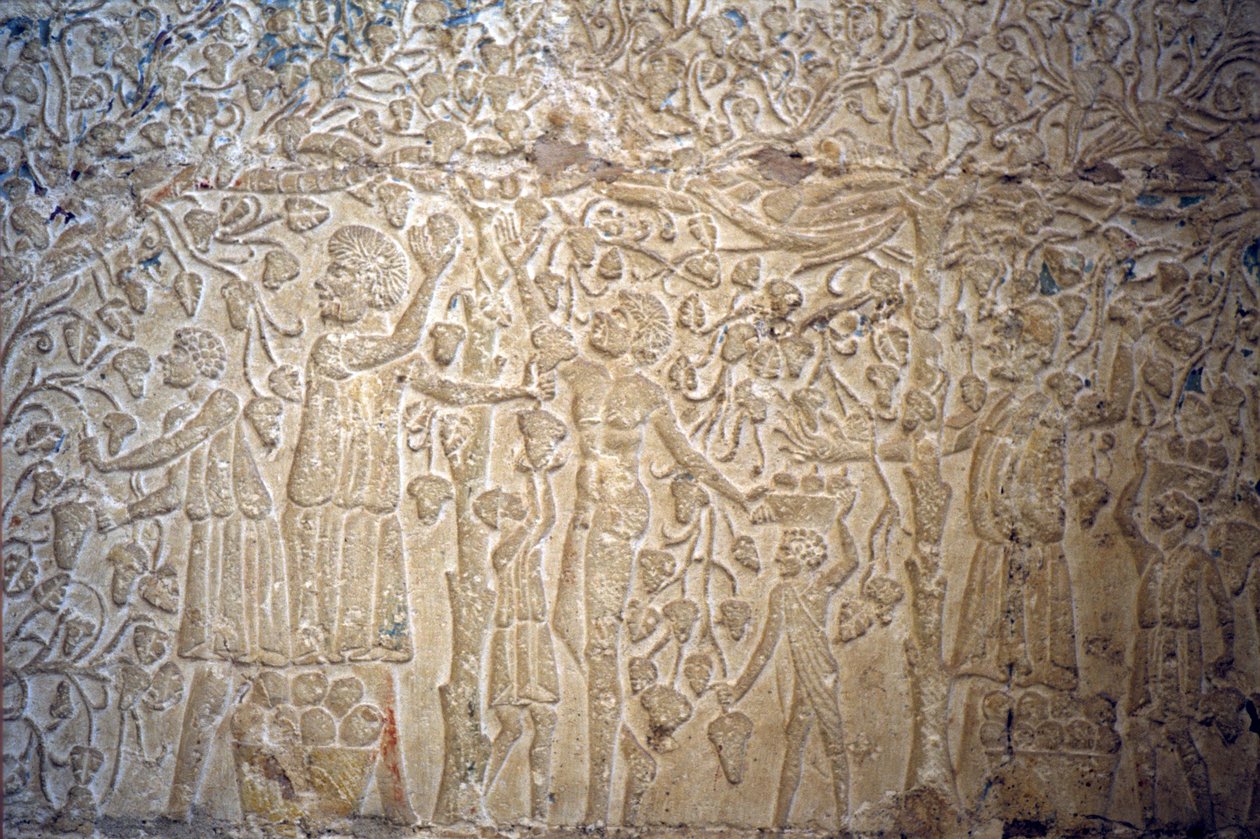 Forntida Egypten, Väggsnideri/målning, , Petosiris grav, Tuna el Gebel, 300 f.Kr, Druvplockning för vinframställning (foto) av School Egyptian