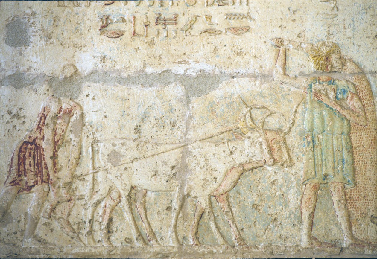 Forntida Egypten, Väggristning/-målning, Petosiris grav, Tuna el Gebel, 300 f.Kr, Plöjning och sådd av grödor (foto) av School Egyptian
