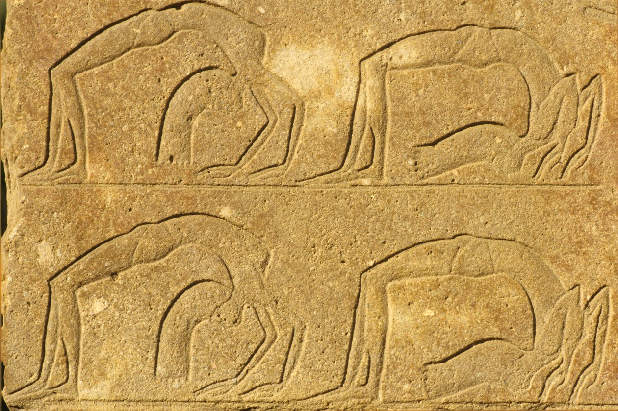 Forntida Egypten, Väggmålning/ristning, Kvinnliga akrobater uppträder, Karnak-templet, Luxor (foto) av School Egyptian