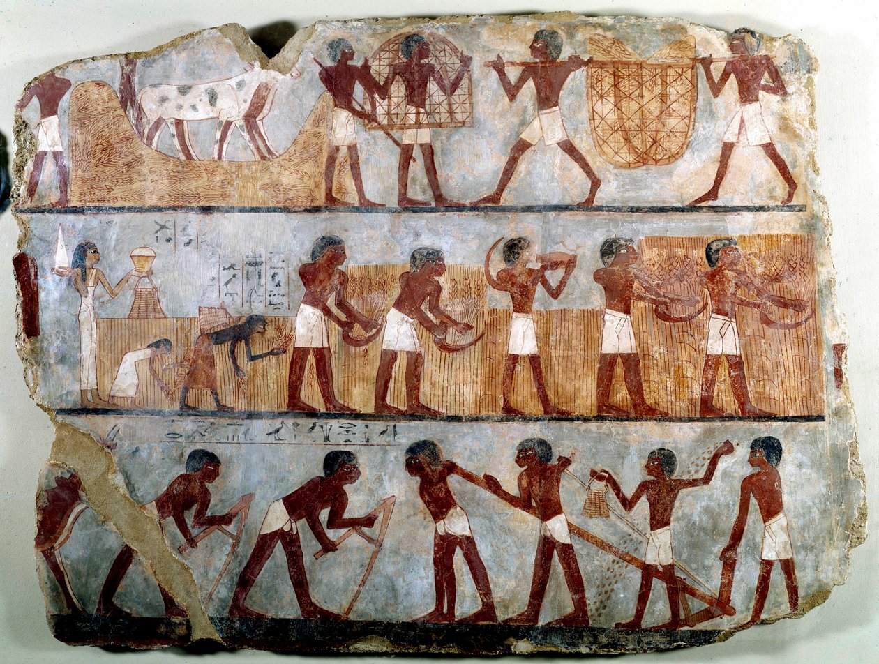 Egyptisk antikvitet: väggmålning från den thebanska graven Ounsou: fältarbetet: plöjning, plantering, skörd, bärande av kärvar, deplantering och avskaffning av spannmål. Reg of Thutmosis (Tuthmosis eller Thutmus) III av School Egyptian