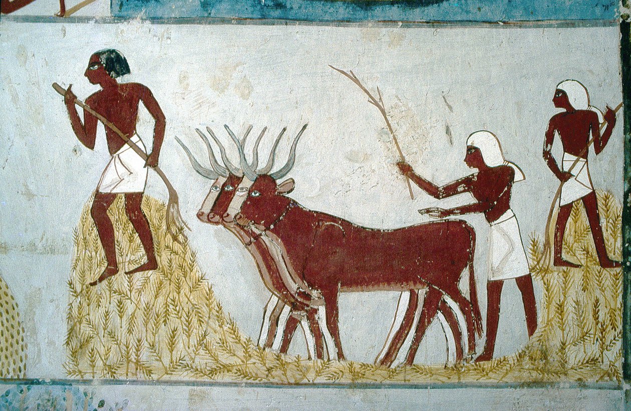 Luxor, Thebe: Adelsgravar: graven av Nakht. Jordbruksscen. Adelns dalgång. av School Egyptian