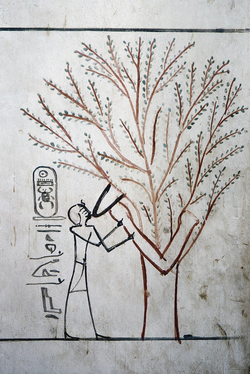 Luxor, Thebe: Konungarnas dal. Tomb of Thutmosis (Tuthmosis eller Thutmes) III (-1504 - -1450), farao av Egypten. av School Egyptian