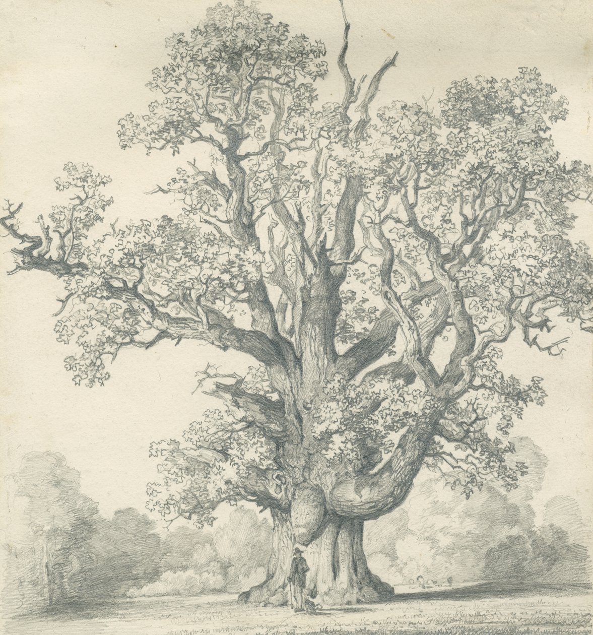 Needwood - Swilcan Oak: blyertsteckning, nd [?1800-talet] (ritning) av School English