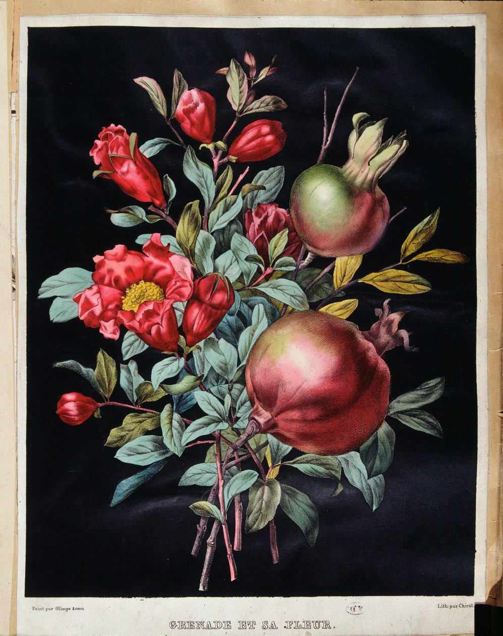 Granatäpple och dess blomma - botanisk bräda av School French