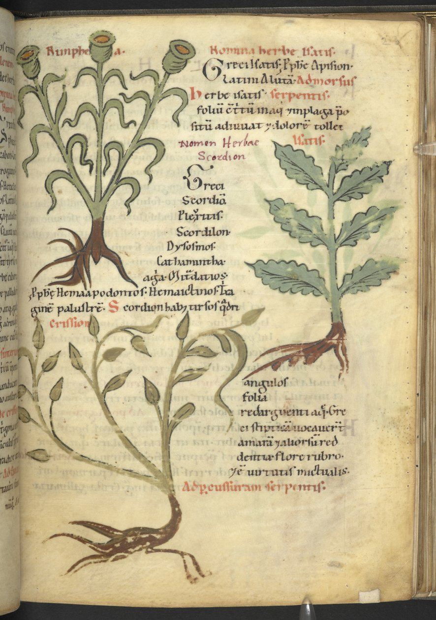 Harley 4986 f.23 Nymphia; Isatis; Crision, från 