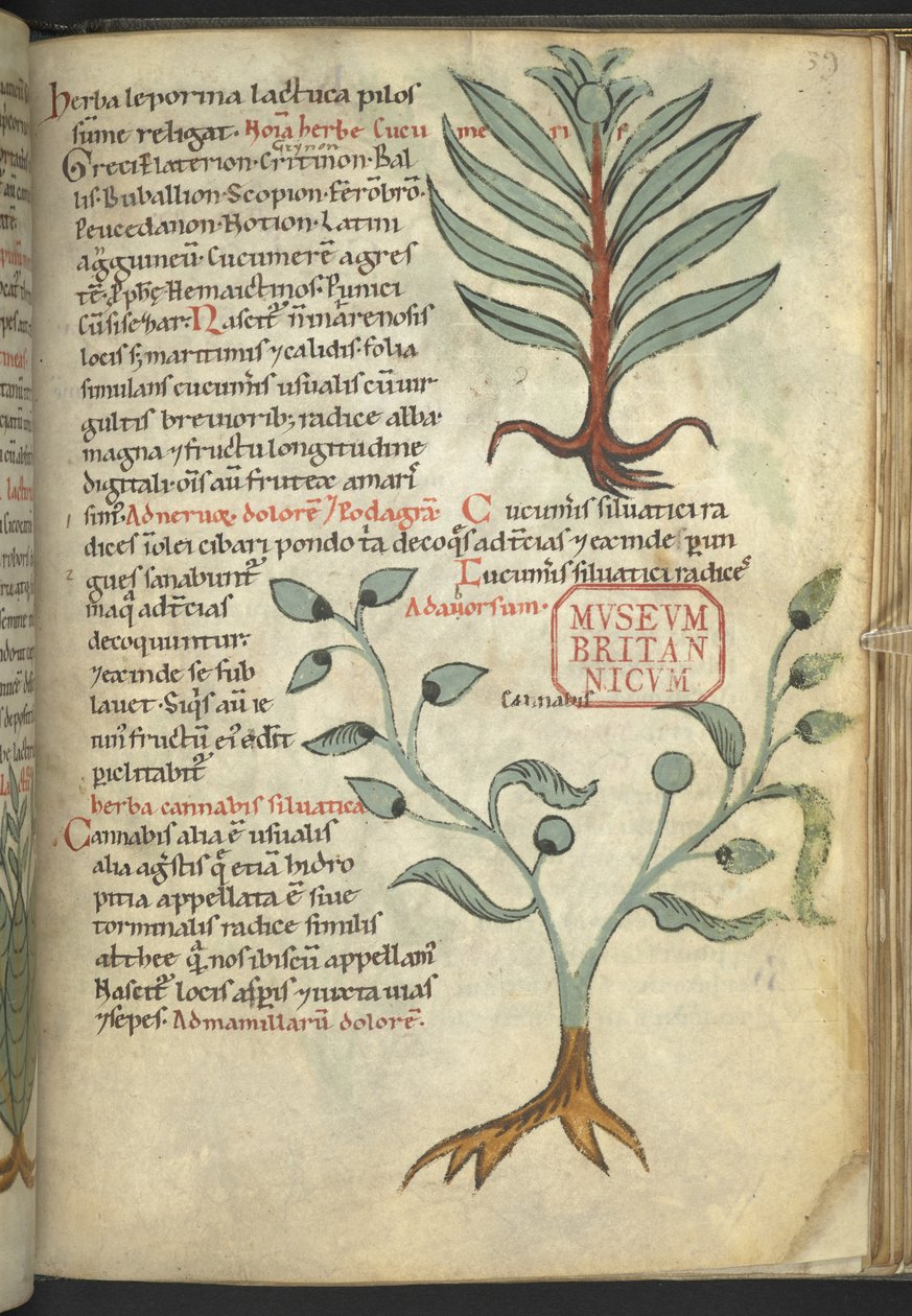 Harley 4986, f.39 Gurka; Cannabis, från "The Book of Herbal Medicines" (Ett ört) (bläck och färg på duk) av School German