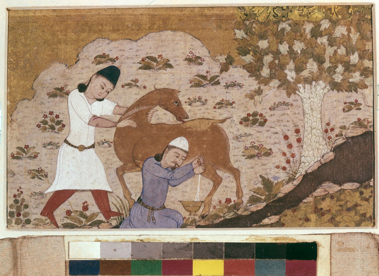 Onager Milking, sent 1400-tal (akvarell, gouache, vit färg, bläck på papper) av School Iranian