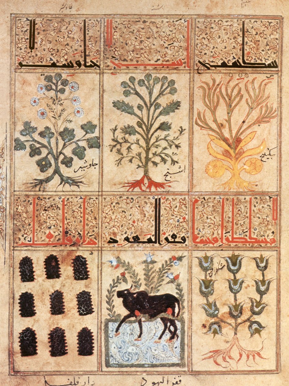 Illustration från "Kitab al-Diryaq" bok av motgift, av Pseudo-Gallen (vellum) av School Iraqi