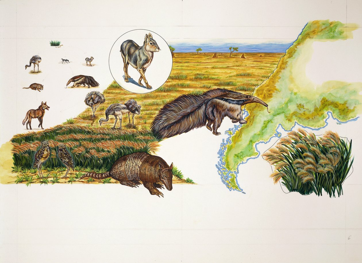 Argentina, Pampas (färg litho) av School Italian
