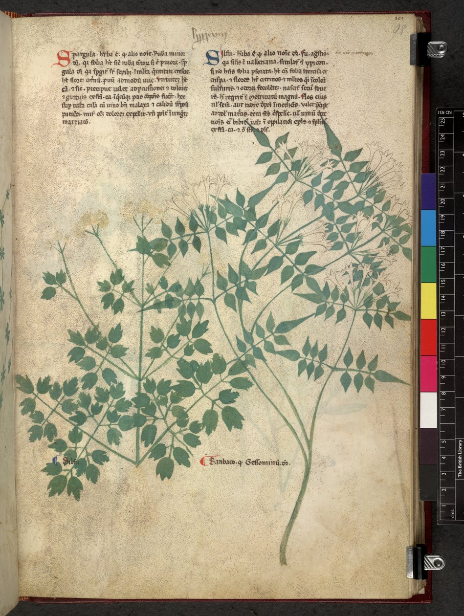 Egerton 747 Spargula and Self, Tractatus de herbis (Herbal) c.1280-1310 (bläck & färg på veläng) av School Italian
