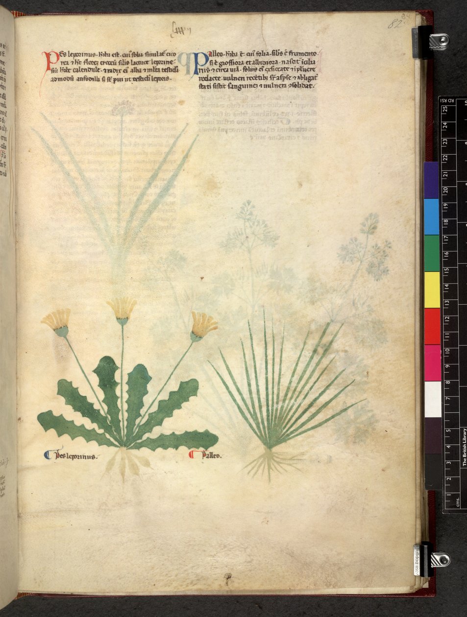 Egerton 747 Tractatus de herbis (växtbaserade) c.1280-1310 (bläck & färg på veläng) av School Italian