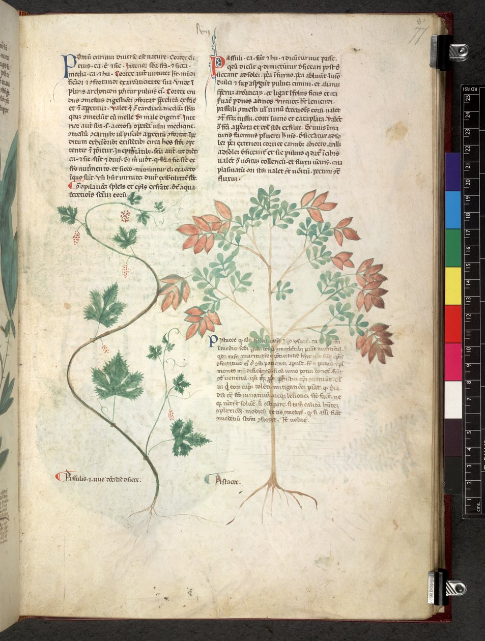 Egerton 747 Tractatus de herbis (växtbaserade) c.1280-1310 (bläck & färg på veläng) av School Italian