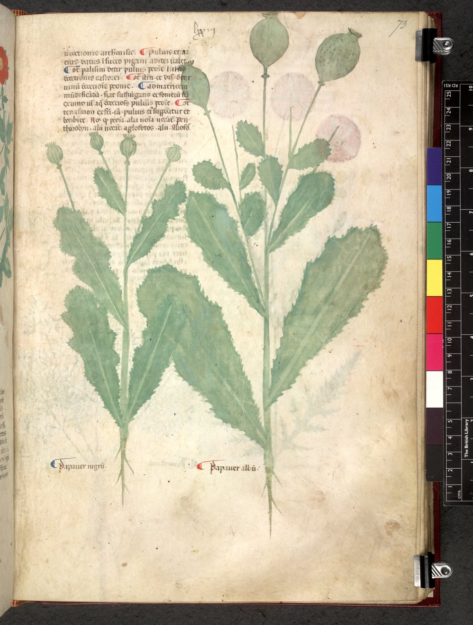 Egerton 747 Tractatus de herbis (växtbaserade) c.1280-1310 (bläck & färg på veläng) av School Italian