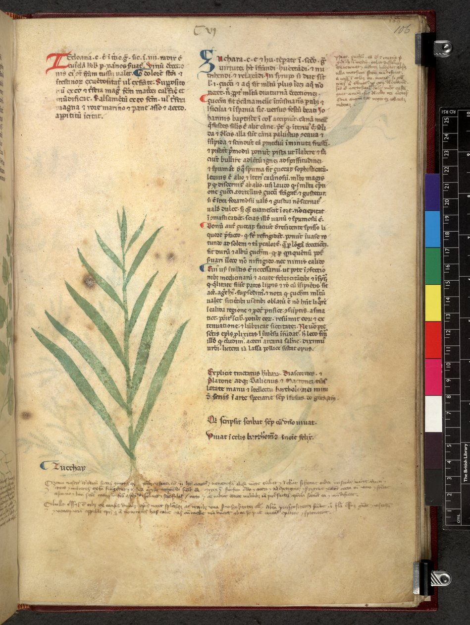 Egerton 747 Tractatus de herbis (växtbaserade) c.1280-1310 (bläck & färg på veläng) av School Italian