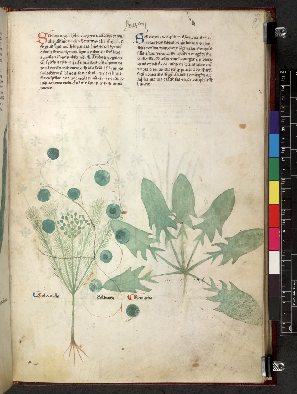 Egerton 747 Tractatus de herbis (växtbaserade) c.1280-1310 (bläck & färg på veläng) av School Italian