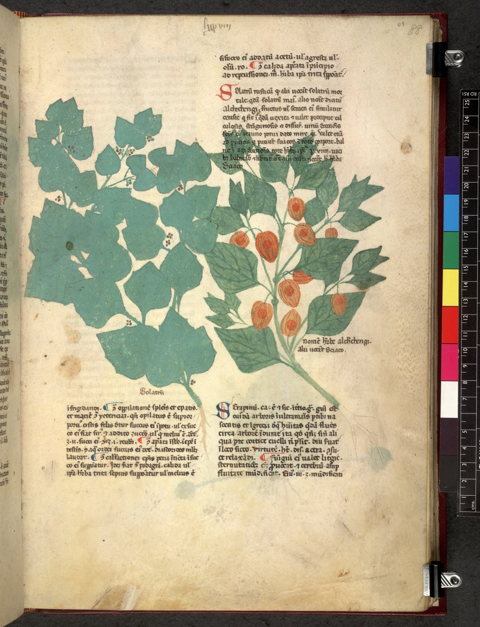 Egerton 747 Tractatus de herbis (växtbaserade) c.1280-1310 (bläck & färg på veläng) av School Italian