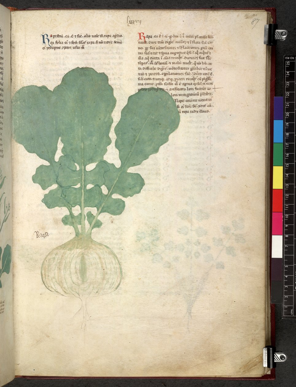 Egerton 747 Tractatus de herbis (växtbaserade) c.1280-1310 (bläck & färg på veläng) av School Italian