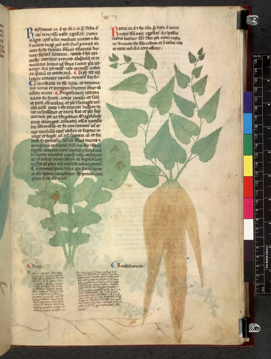 Egerton 747 Tractatus de herbis (växtbaserade) c.1280-1310 (bläck & färg på veläng) av School Italian