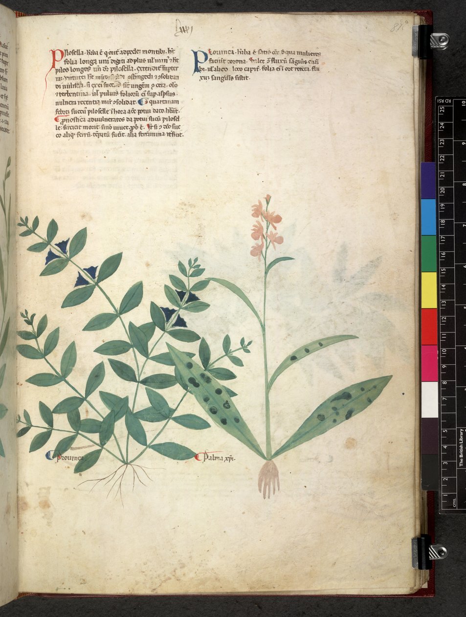 Egerton 747 Tractatus de herbis (växtbaserade) c.1280-1310 (bläck & färg på veläng) av School Italian
