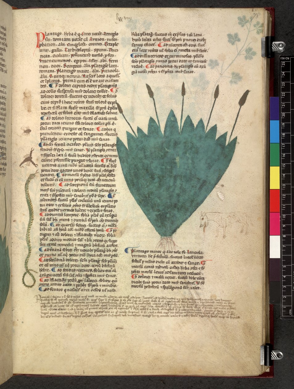 Egerton 747 Tractatus de herbis (växtbaserade) c.1280-1310 (bläck & färg på veläng) av School Italian