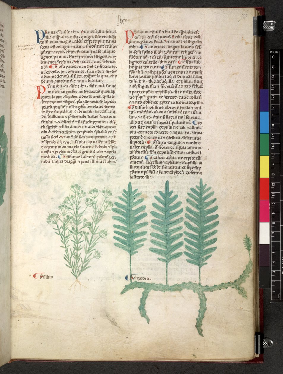 Egerton 747 Tractatus de herbis (växtbaserade) c.1280-1310 (bläck & färg på veläng) av School Italian