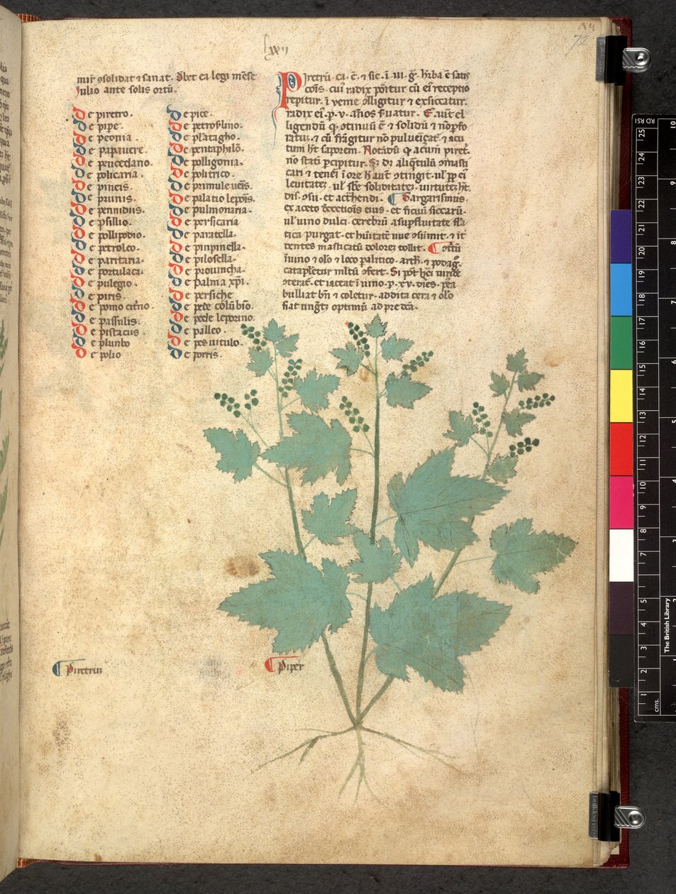 Egerton 747 Tractatus de herbis (växtbaserade) c.1280-1310 (bläck & färg på veläng) av School Italian