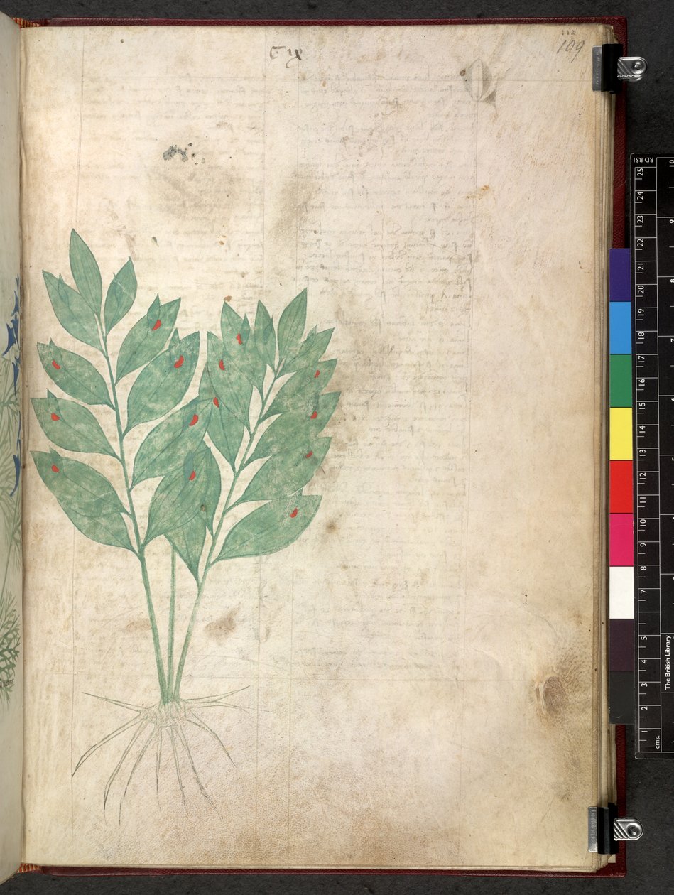 Egerton 747 Tractatus de herbis (växtbaserade) c.1280-1310 (bläck & färg på veläng) av School Italian
