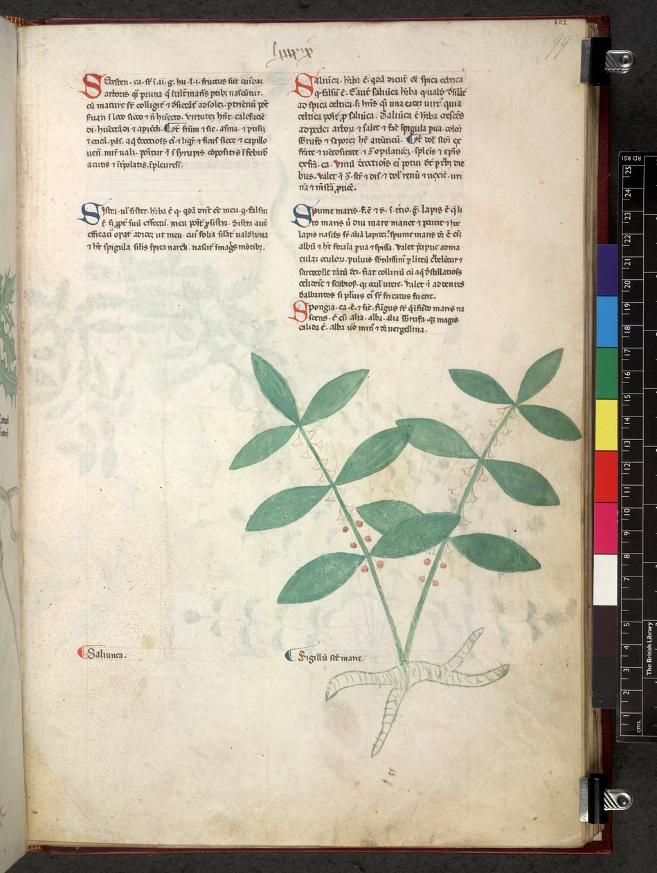 Egerton 747 Tractatus de herbis (växtbaserade) c.1280-1310 (bläck & färg på veläng) av School Italian