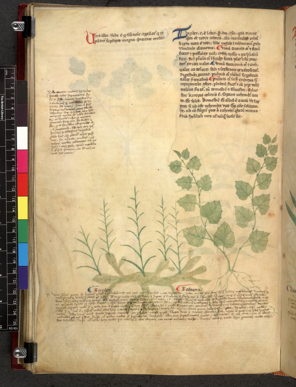 Egerton 747 Tractatus de herbis (växtbaserade) c.1280-1310 (bläck & färg på veläng) av School Italian