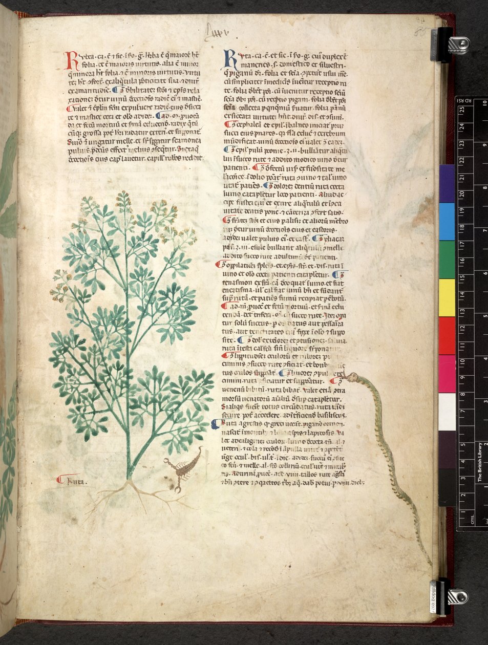 Egerton 747 Tractatus de herbis (växtbaserade) c.1280-1310 (bläck & färg på veläng) av School Italian