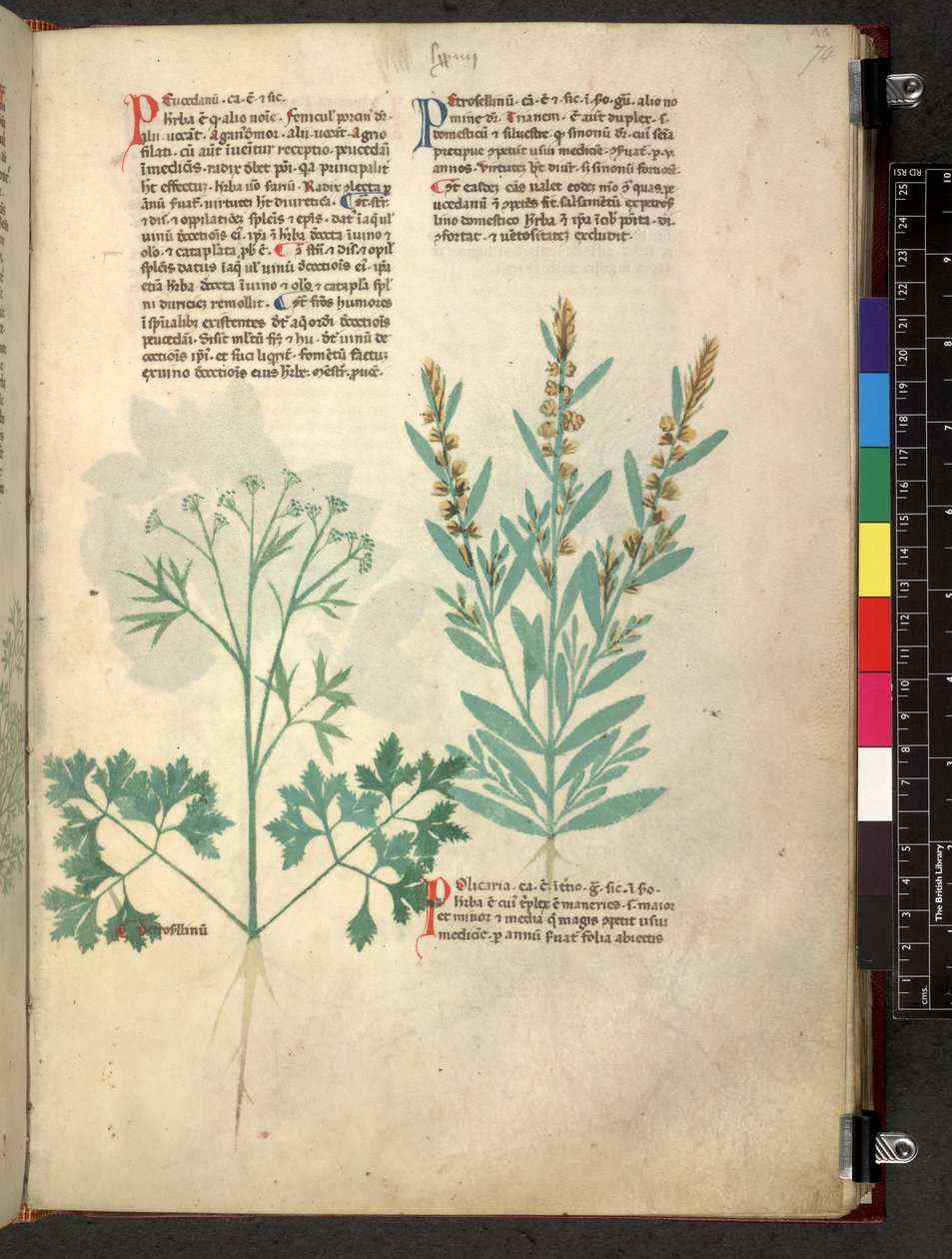 Egerton 747 Tractatus de herbis (växtbaserade) c.1280-1310 (bläck & färg på veläng) av School Italian