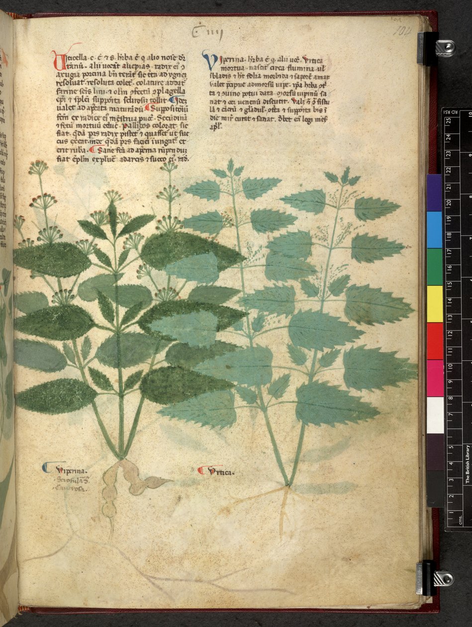 Egerton 747 Tractatus de herbis (växtbaserade) c.1280-1310 (bläck & färg på veläng) av School Italian