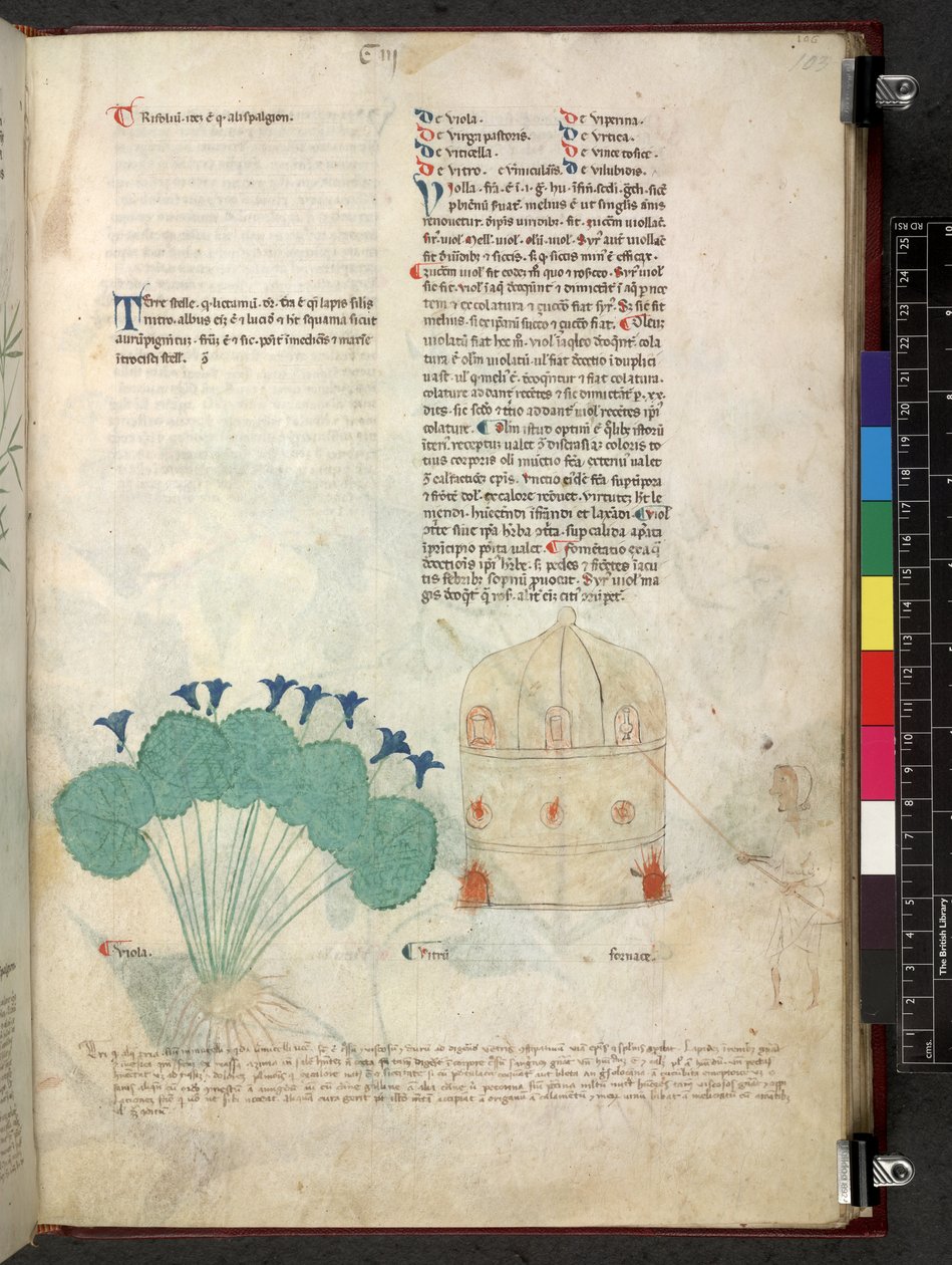 Egerton 747 Tractatus de herbis (växtbaserade) c.1280-1310 (bläck & färg på veläng) av School Italian
