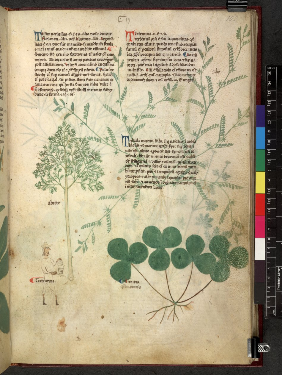 Egerton 747 Tractatus de herbis (växtbaserade) c.1280-1310 (bläck & färg på veläng) av School Italian