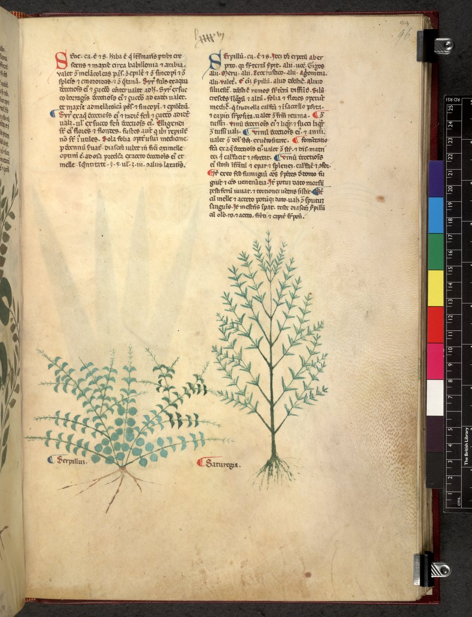 Egerton 747 Tractatus de herbis (växtbaserade) c.1280-1310 (bläck & färg på veläng) av School Italian